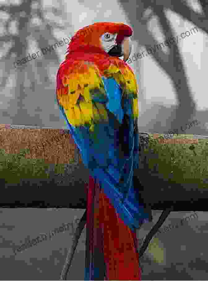 A Close Up Of A Colorful Macaw In A Costa Rican Rainforest Costa Rica Ultimate Travel Guide For Cruise Lovers: 2024 Edition