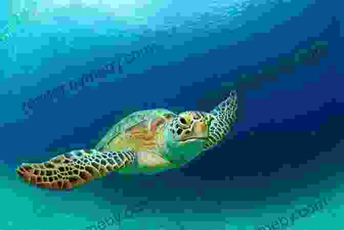 A Close Up Of A Sea Turtle Swimming In The Ocean One Turtle S Tragedy Steve Jenkins