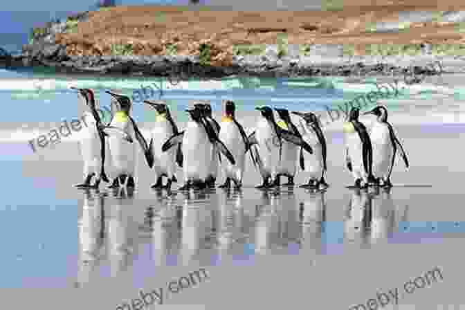 A Colony Of King Penguins On The Falkland Islands, Surrounded By Lush Green Vegetation. An Antarctic Journey: Falkland Islands South Georgia And Antarctic Peninsula In Pictures