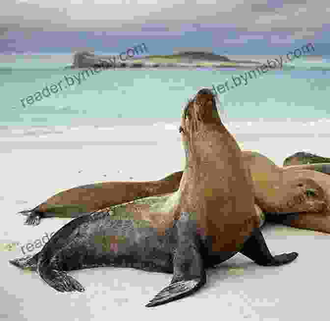 A Family Of Sea Lions Basking On The Shores Of The Galapagos Islands Travels And Adventures In South And Central America: First Series: Life In The Llanos Of Venezuela