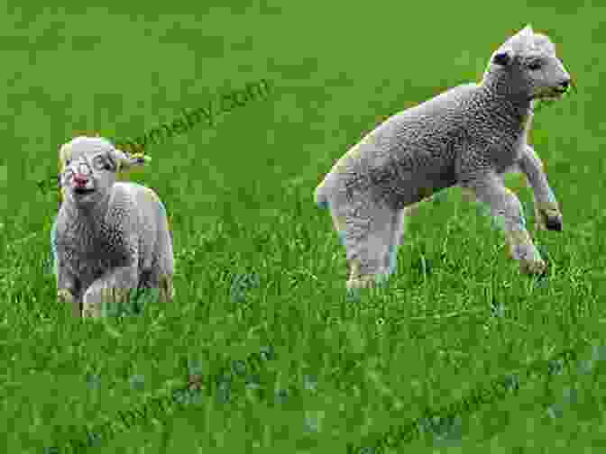 A Flock Of Newborn Lambs Frolicking In A Pasture The Seasons On Henry S Farm: A Year Of Food And Life On A Sustainable Farm