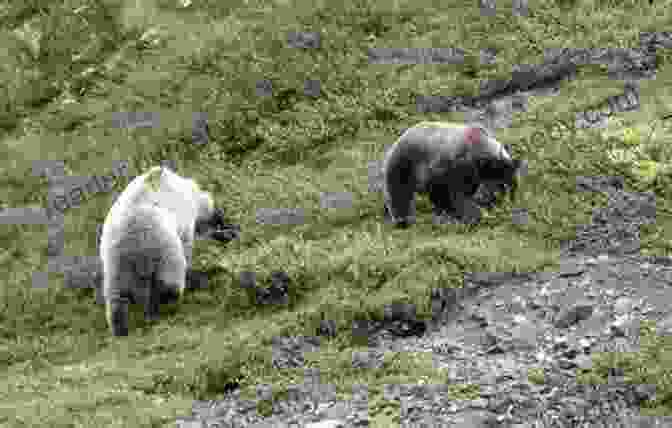 A Grizzly Bear Foraging In The Alaskan Wilderness Adventures In The Wild Of Alaska: A Memoir In The Last Frontier Of Alaska