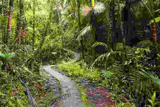 A Lush Trail Winding Through El Yunque National Rainforest The Island Hopping Digital Guide To Puerto Rico Part III The East Coast: Including Palmas Del Mar Puerto Del Rey Marina Fajardo Cayo Obispo And Las Croabas