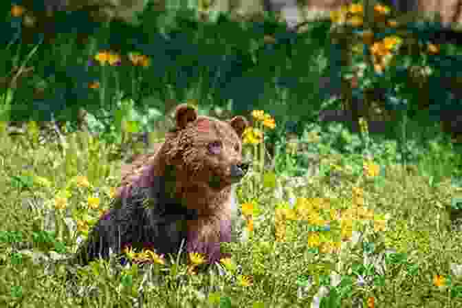 A Majestic Grizzly Bear Standing In A Meadow, Its Massive Frame And Piercing Gaze Captured Against A Backdrop Of Towering Mountains. A Lady S Life In The Rocky Mountains