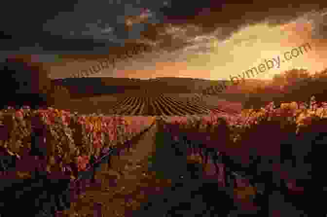 A Stunning Sunset Over A Sprawling Vineyard, Casting A Golden Glow On The Vines New Zealand Wine Guide: A Visitor S Guide