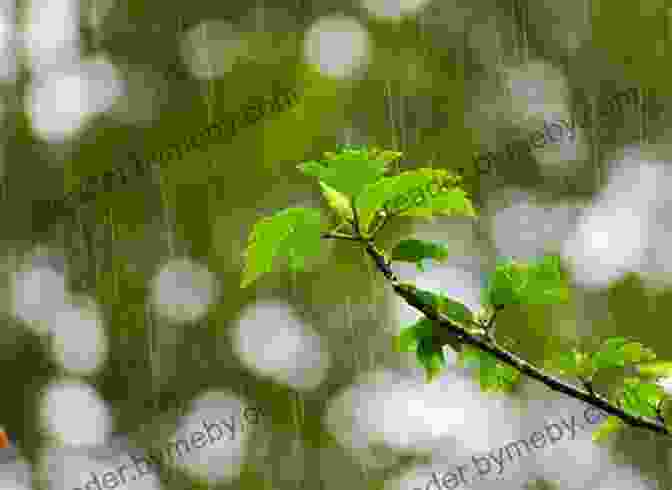 A Tranquil Scene Of A Forest With Raindrops Shimmering On Leaves Collect Raindrops (Reissue): The Seasons Gathered