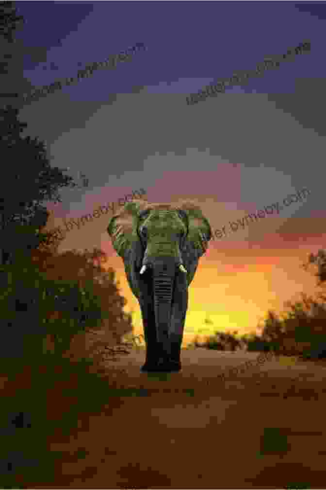 An African Elephant Walking Through The Savanna. Animals On The Move (Animal Planet Animal Bites)