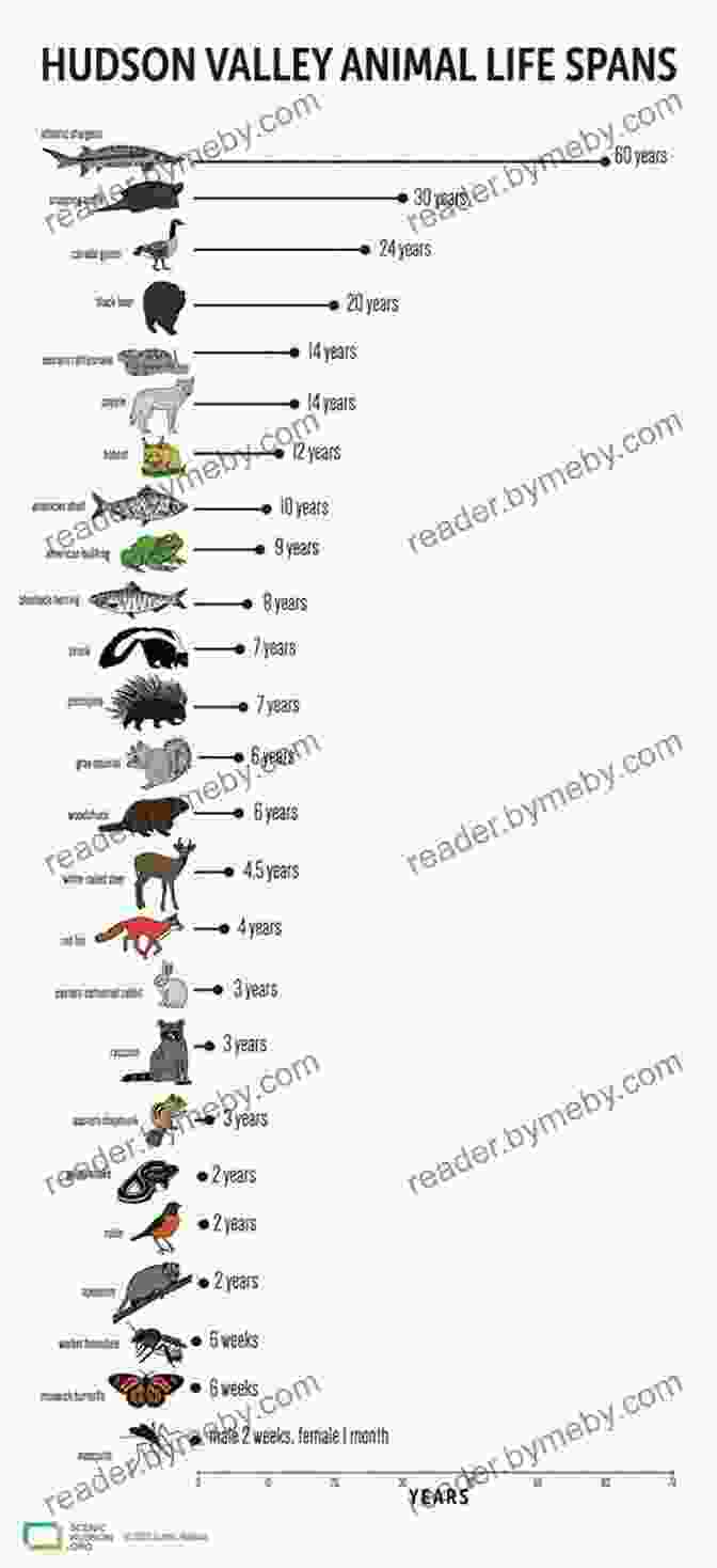 Bar Chart Comparing The Lifespans Of Various Animals, Including The Long Lived Greenland Shark And The Short Lived Mayfly Animal Facts: By The Numbers