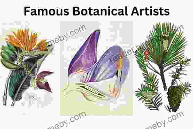 Colour For Botanical Artists And Illustrators Book Cover Colour For Botanical Artists And Illustrators