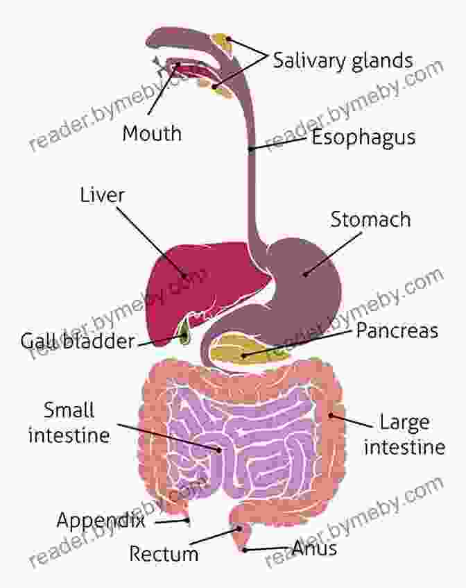 Comprehensive Diagram Of The Human Digestive System, Highlighting The Organs, Digestive Tract, And Associated Glands. ANATOMY AND PHYSIOLOGY: On The Go Study Guide To Learning The Human Anatomy