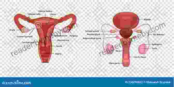 Comprehensive Illustration Of The Human Reproductive System, Detailing The Male And Female Reproductive Organs. ANATOMY AND PHYSIOLOGY: On The Go Study Guide To Learning The Human Anatomy