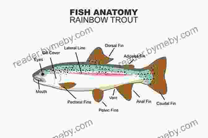 Detailed Diagram Of A Rainbow Trout's Anatomy, Showcasing The Key Features Relevant To Carving Realistic Fish Carving: Rainbow Trout