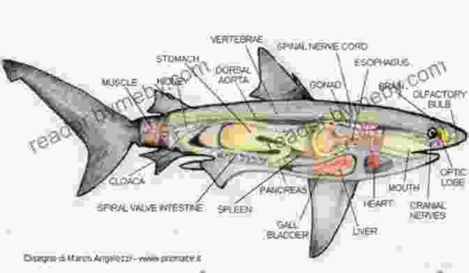 Detailed Diagram Of Shark Anatomy, Showcasing Intricate Body Structures Educational Information About Sharks: All About The Scariest Animal In The Sea