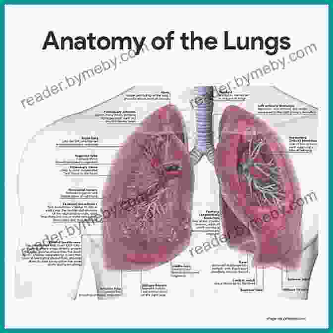 Detailed Illustration Of The Human Respiratory System, Depicting The Lungs, Airways, And Diaphragm. ANATOMY AND PHYSIOLOGY: On The Go Study Guide To Learning The Human Anatomy