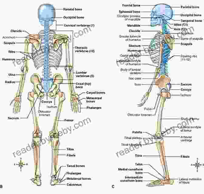 Detailed Illustration Of The Human Skeletal System, Showcasing Bones, Joints, And Ligaments. ANATOMY AND PHYSIOLOGY: On The Go Study Guide To Learning The Human Anatomy