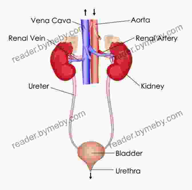 Detailed Visualization Of The Human Urinary System, Showcasing The Kidneys, Bladder, And Associated Structures. ANATOMY AND PHYSIOLOGY: On The Go Study Guide To Learning The Human Anatomy