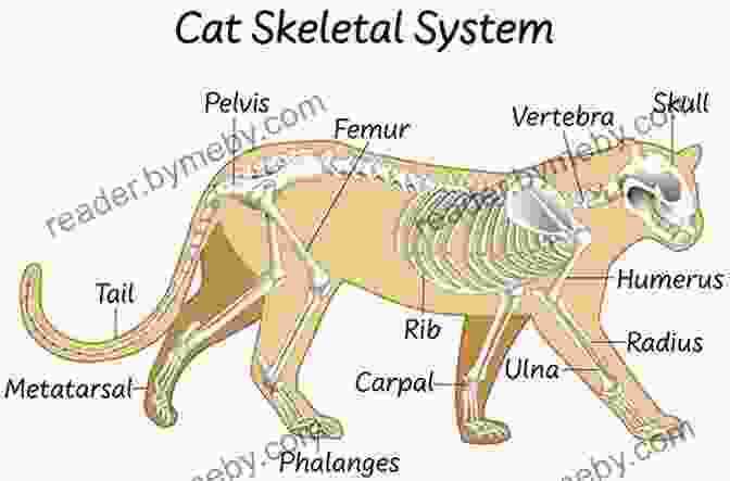 Diagram Illustrating The Skeletal Structure Of An Animal The Field Guide To Drawing Sketching Animals