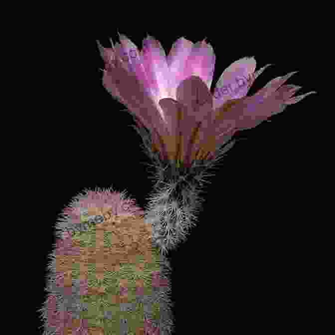 Echinocereus Pectinatus In A Coahuila Grassland. A Tour To Mexican Habitats Of Echinocereus Pectinatus: Eine Reise Zu Mexikanischen Standorten Von Echinocereus Pectinatus