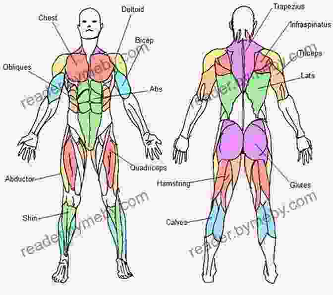 Intricate Diagram Of The Human Muscular System, Highlighting Muscle Groups, Attachments, And Functions. ANATOMY AND PHYSIOLOGY: On The Go Study Guide To Learning The Human Anatomy