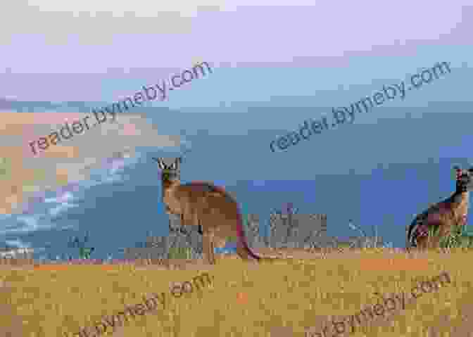 Kangaroos Grazing On A Field In Kangaroo Island Kangaroo Island Travel Guide