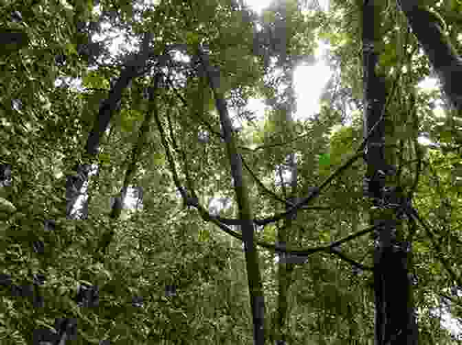 Lush Rainforest Canopy The End Of The Rainy Season: Discovering My Family S Hidden Past In Brazil