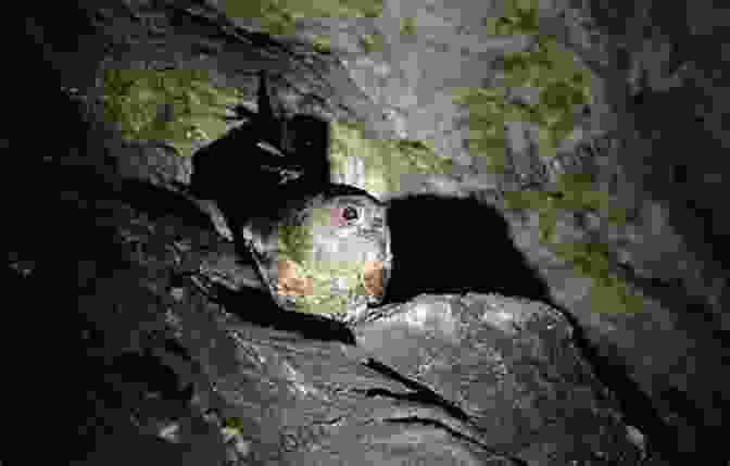 Oilbird In A Cave Birds Of Trinidad And Tobago: Third Edition (Helm Field Guides)