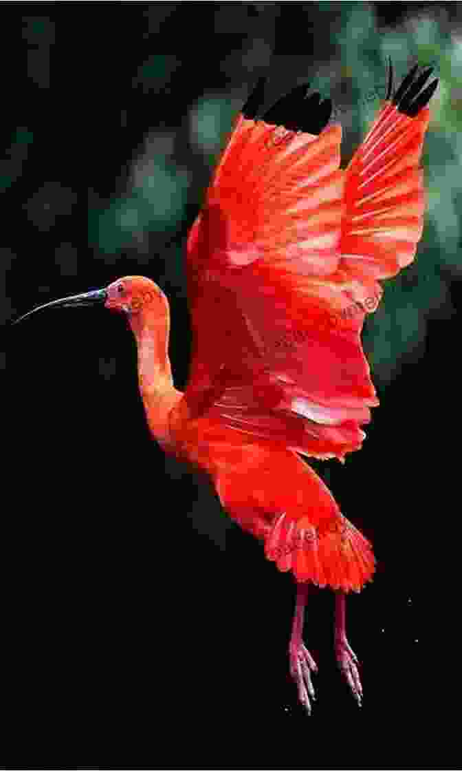 Scarlet Ibis In Flight Birds Of Trinidad And Tobago: Third Edition (Helm Field Guides)