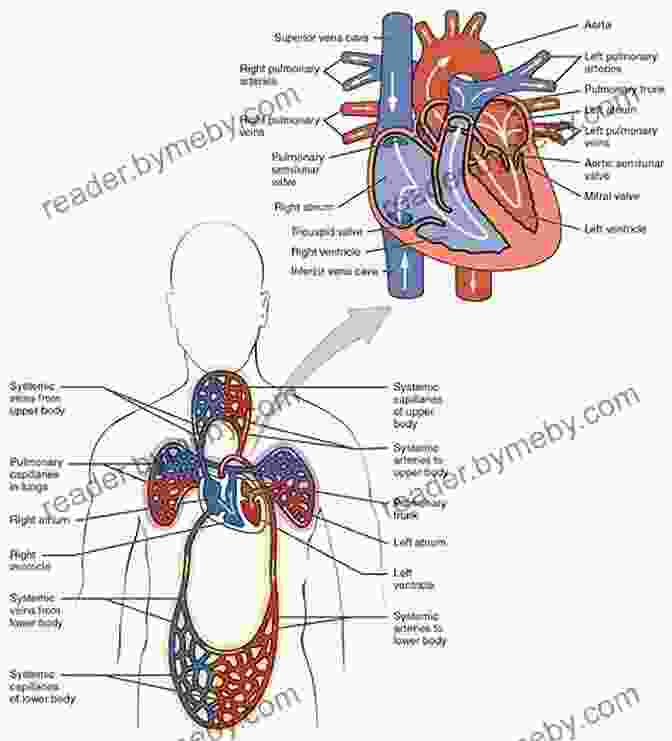 Schematic Representation Of The Human Cardiovascular System, Showcasing The Heart, Blood Vessels, And Blood Flow. ANATOMY AND PHYSIOLOGY: On The Go Study Guide To Learning The Human Anatomy