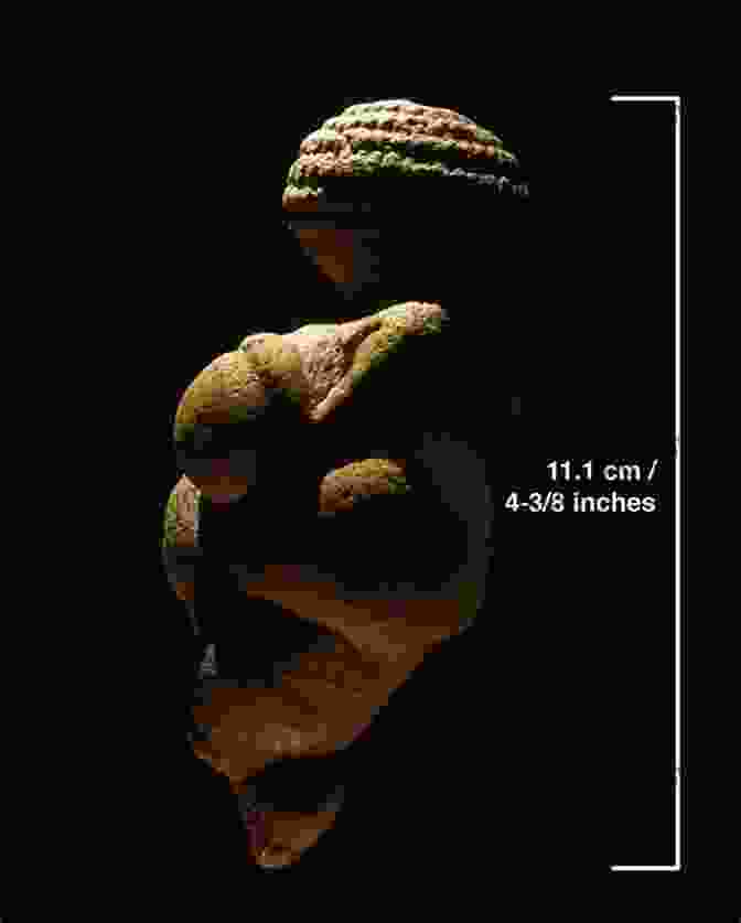 Venus Of Willendorf, Prehistoric Limestone Sculpture B: The Beginning Artworks