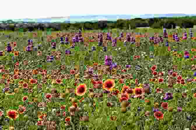 Vibrant Photograph Of A Native Wildflower In Bloom The Northeast Native Plant Primer: 235 Plants For An Earth Friendly Garden